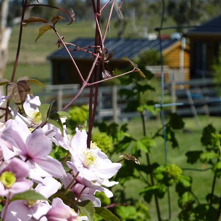 Hazelcreek Cottages Exeter Bagian luar foto